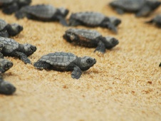 Baby Caretta Turtles in Dalyan