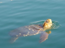 Caretta Turtle